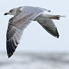 3cy argenteus in January, ringed in the Netherlands. (68274 bytes)