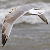 3cy argenteus in January, ringed in the Netherlands. (68274 bytes)