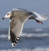 3cy argenteus in January, ringed in the Netherlands. (68274 bytes)