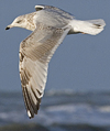 3cy argenteus in January, ringed in the Netherlands. (68274 bytes)