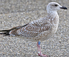 2cy argentatus in November. (81321 bytes)