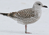 1cy argenteus in November, ringed in Belgium. (25637 bytes)