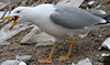 3cy argentatus in January. (80207 bytes)