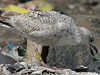 2cy argentatus in May, ringed in Denmark. (64659 bytes)