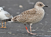 1cy argenteus in September (65624 bytes)