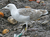 2cy argentatus in May, ringed in Denmark. (64659 bytes)