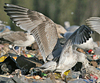2cy argentatus in May, ringed in Denmark. (64659 bytes)