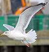 1cy argenteus in August, ringed in Belgium. (90559 bytes)
