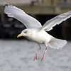 1cy argenteus in August, ringed in Belgium. (90559 bytes)