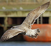 1cy argenteus in August, ringed in Belgium. (90559 bytes)