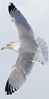 3cy argentatus in January. (80207 bytes)
