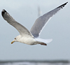 3cy argentatus in January. (80207 bytes)