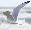 3cy argentatus in January. (80207 bytes)