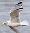 3cy argentatus in January. (80207 bytes)