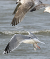 3cy argentatus in January. (80207 bytes)