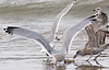 3cy argentatus in January. (80207 bytes)