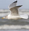 3cy argentatus in January. (80207 bytes)