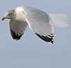3cy argentatus in January. (80207 bytes)