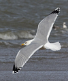 3cy argentatus in January. (80207 bytes)