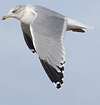 3cy argentatus in January. (80207 bytes)