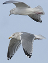 3cy argentatus in January. (80207 bytes)