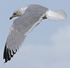3cy argentatus in January. (80207 bytes)