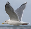 3cy argentatus in January. (80207 bytes)