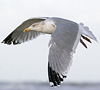 3cy argentatus in January. (80207 bytes)