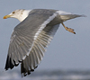 3cy argentatus in January. (80207 bytes)