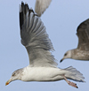 3cy argentatus in January. (80207 bytes)