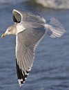 3cy argentatus in January. (80207 bytes)