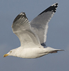 3cy argentatus in January. (80207 bytes)