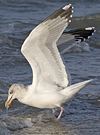 3cy argentatus in January. (80207 bytes)