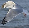3cy argentatus in January. (80207 bytes)
