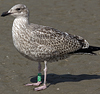 1cy argenteus in November, ringed in Belgium. (25637 bytes)