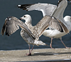 2cy argentatus in July. (70842 bytes)