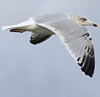 3cy argentatus in January. (80207 bytes)