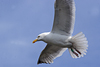 1cy argenteus in August, ringed in Belgium. (90559 bytes)