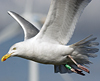 1cy argenteus in August, ringed in Belgium. (90559 bytes)
