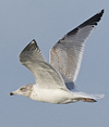 3cy argentatus in January. (80207 bytes)