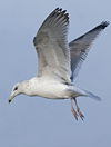 3cy argentatus in January. (80207 bytes)