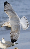 3cy argentatus in January. (80207 bytes)