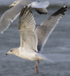 3cy argentatus in January. (80207 bytes)