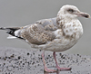 3cy argentatus in January. (80207 bytes)