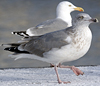 3cy argentatus in January. (80207 bytes)