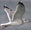 3cy argentatus in January. (80207 bytes)