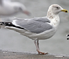 3cy argentatus in January. (80207 bytes)