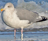 adult argentatus in November, ringed in Estonia. (42082 bytes)