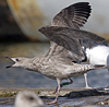 1cy argenteus in November, ringed in Belgium. (25637 bytes)