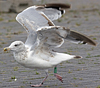 1cy argenteus in November, ringed in Belgium. (25637 bytes)